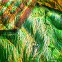 Bild: Alfred Schiener Bild: Alfred Schiener